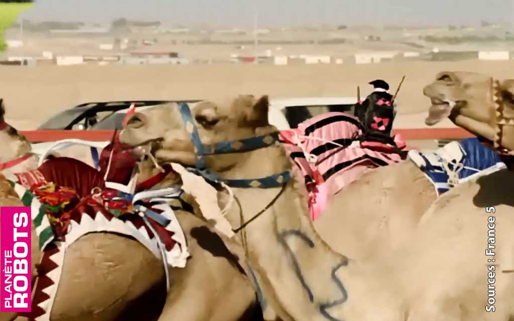 À Abu Dhabi, pilotez un dromadaire avec un robot