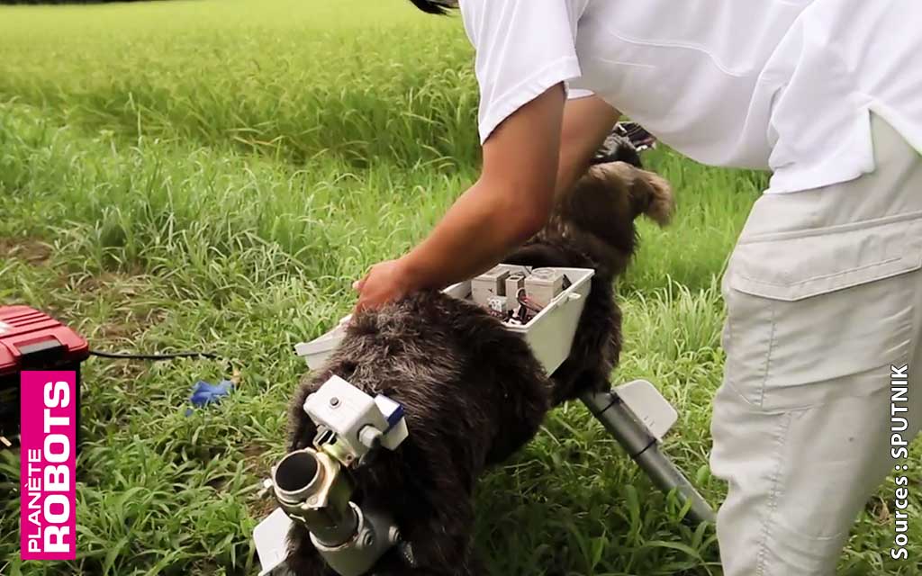 Au japon un robot loup protège les cultures