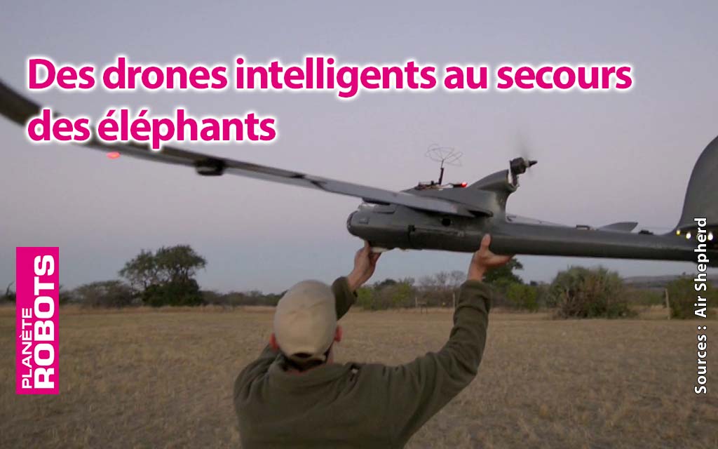 Des drones pour sauver les éléphants !