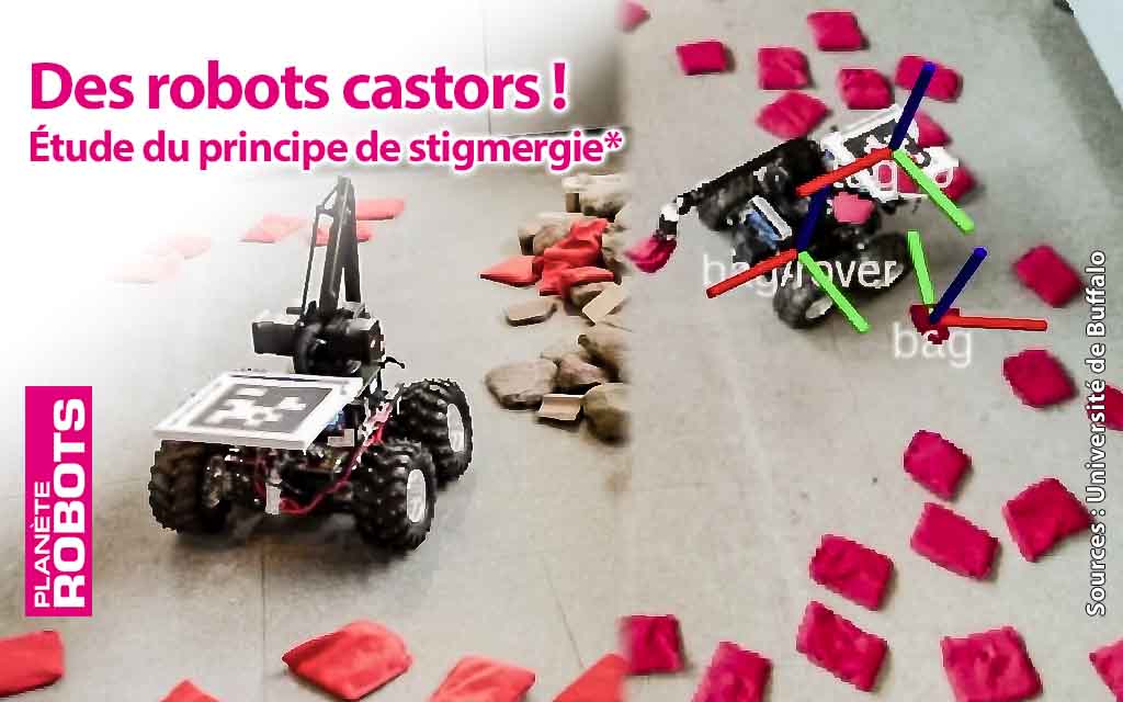 Le principe de stigmergie appliqué à des robots castor