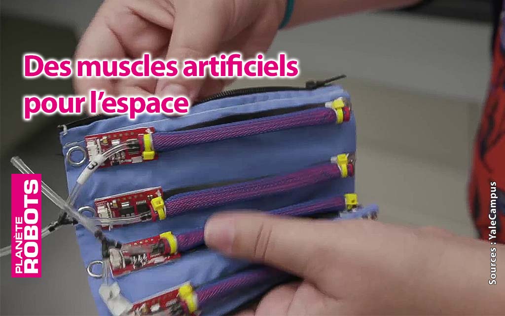 Des muscles poids plume pour l’espace