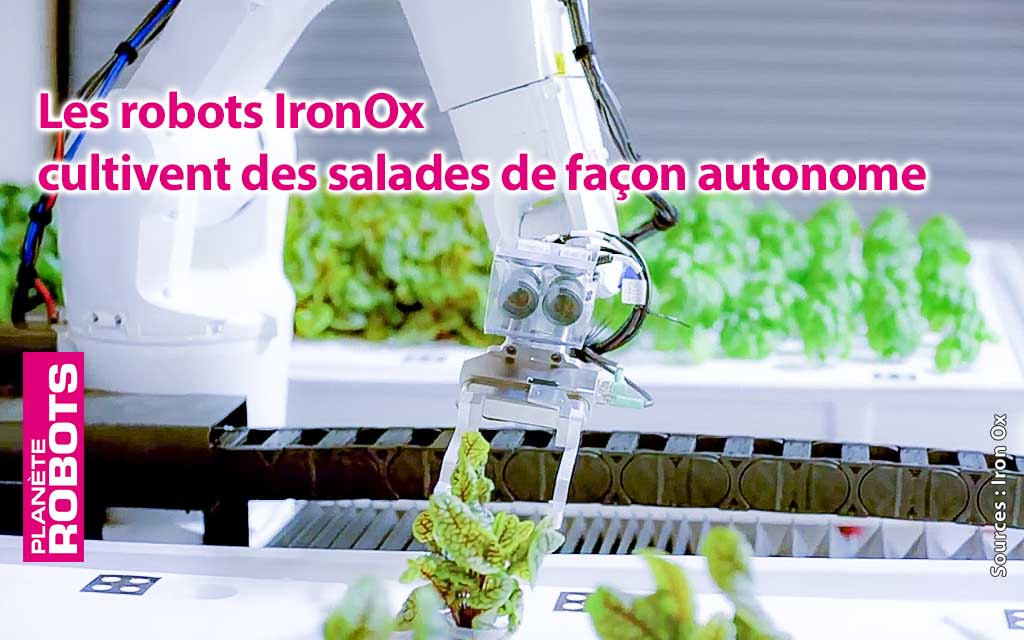Des salades entretenues par des robots