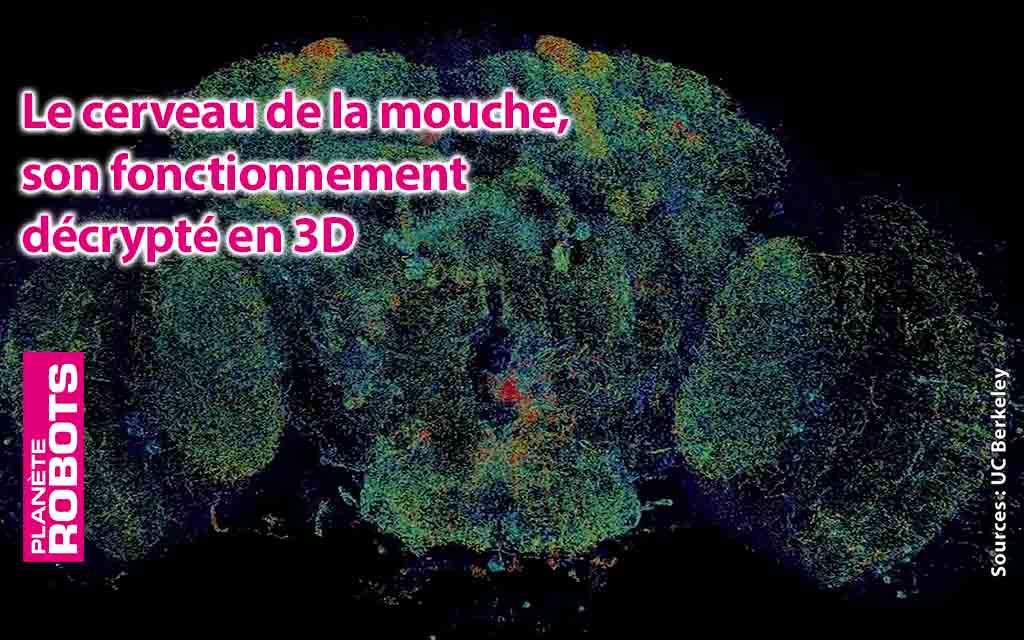 Les débuts de la reproduction du fonctionnement du cerveau ?