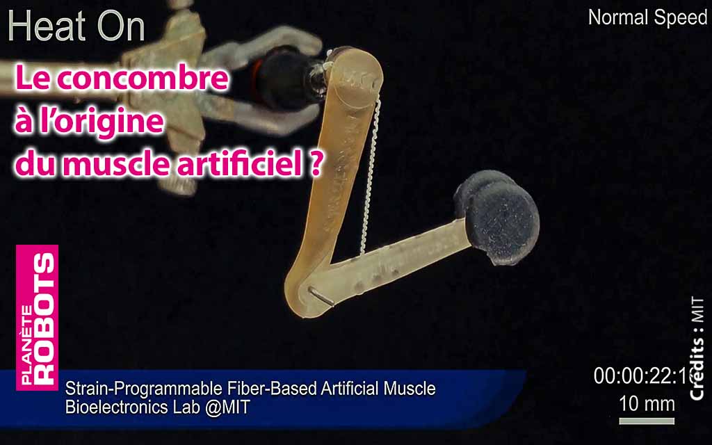 Le concombre à l’origine du muscle artificiel ?