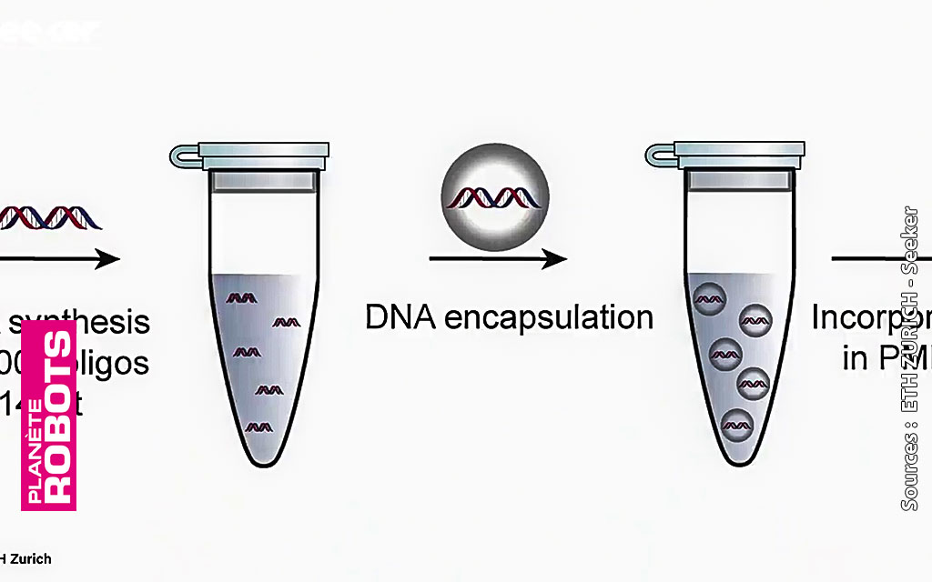 Comment est stocké l'ADN dans le polymère