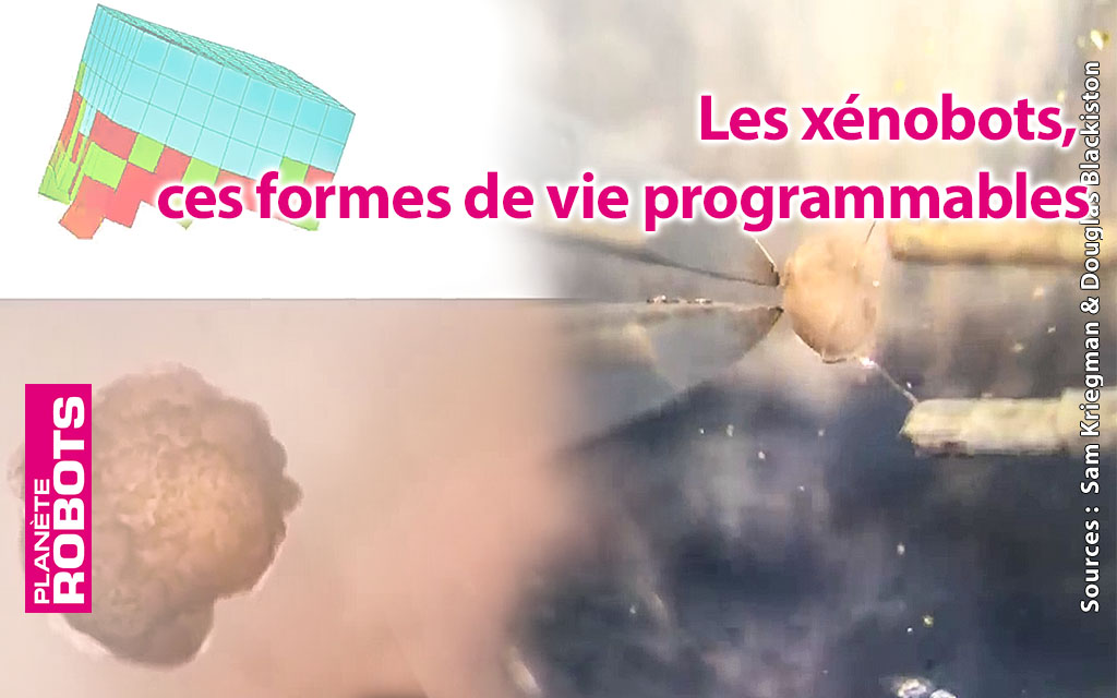 Les Xenobots, ces formes de vies programmables