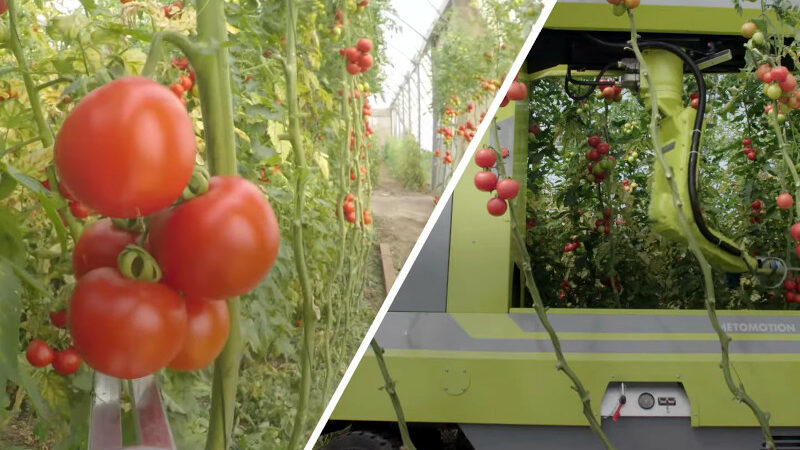 MetoMotion: Une Innovation en matière de récolte de fruits et légumes