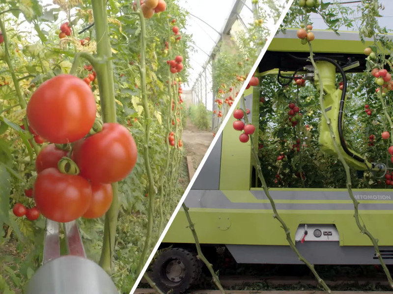 Robot cueilleur de tomates MetoMotion